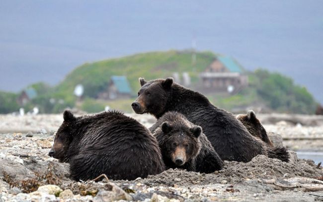 Bären am Kurilensee, Foto: Liana Varavskaya